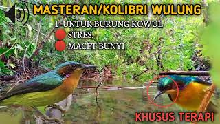 Download lagu suara terapi burung Kowul alunan gemercik air burung Kolibri‼️ mp3 Download lagu suara terapi burung Kowul alunan gemercik air burung Kolibri‼️ mp3