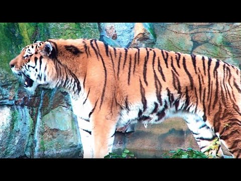 Brüllender Sibirien Tiger Amurtiger  Roaring Tiger