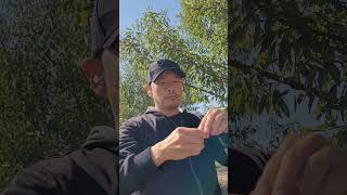 アーモンド狩り！ Almond Picking!