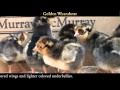 Video: Golden Laced Wyandotte Baby Chicks