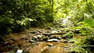 preview picture of video 'Sumatran Jungle, Indonesia'