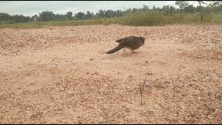 Download lagu Superblack tembak  mp3