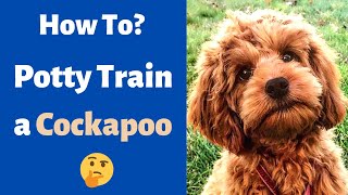 How to Potty Train a Cockapoo? Toilet Training a Cockapoo Puppy