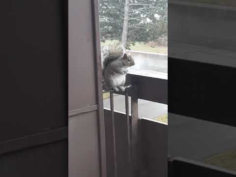 Cute Hungry Squirrel eating. Cold Snowy Canadian Winter