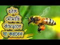 হঠাৎ মৌমাছি কামড়ালে করণীয়