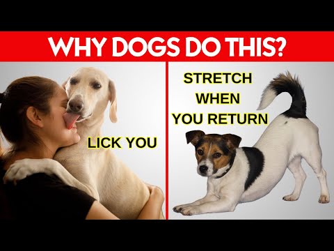 15 Dog Behaviors Explained