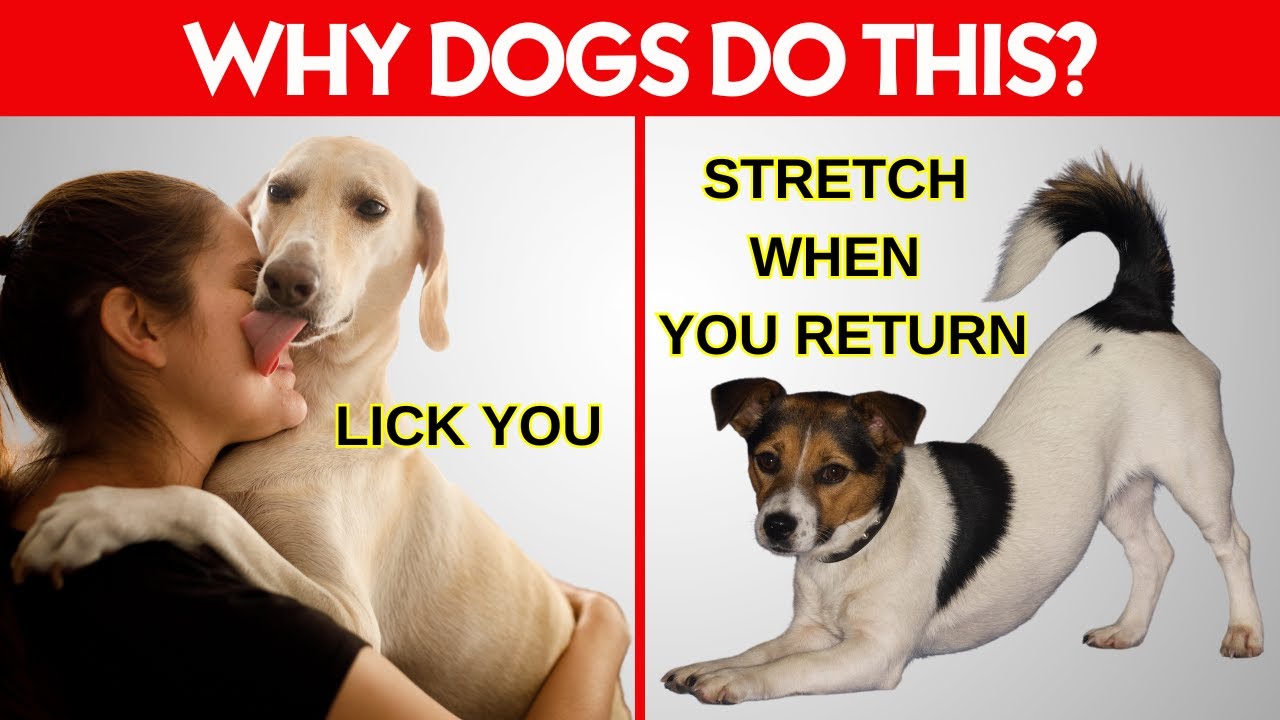 15 Weird Dog Behaviors Explained