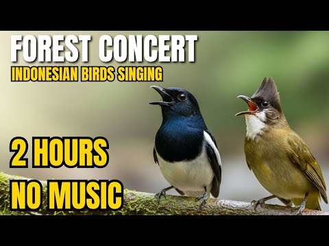 2 Hour Indonesian Forest Bird Song  & River Sounds for Relax, Sleep, Focus & Study