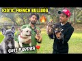 Best French BullDogs in Delhi | French bulldog puppies | Rare French bulldog