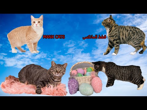 كل المعلومات عن قطط المانكس MANX CATS