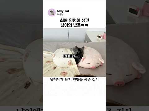 최애 인형이 생긴 냥이의 반응ㅋㅋ