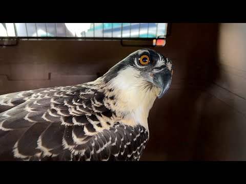 Reuniting a juvenile osprey with his family!