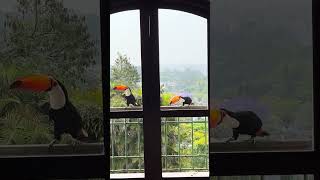 我が家のTUCANO/2025