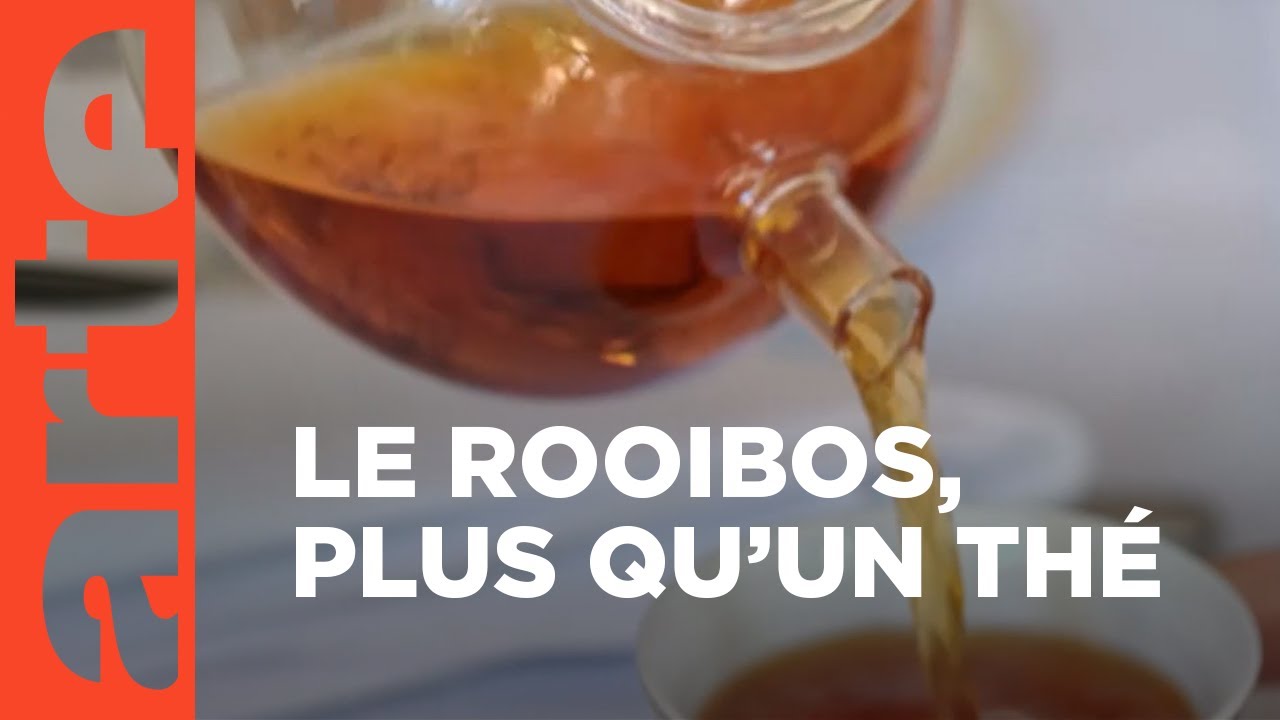 En Afrique du Sud, le rooibos, thé de la discorde | Invitation au voyage | ARTE