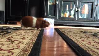 Guinea pigs Jumping over the Lava