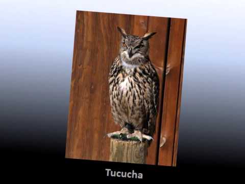 Tucucha - Conjunto Korimarca de Tinta