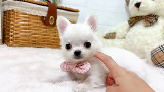 チワワ（ロング）の動画02