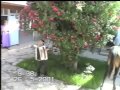 Аваз Акимов акардеон 