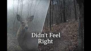 The Same Deer Trail… Something Wasn’t Right