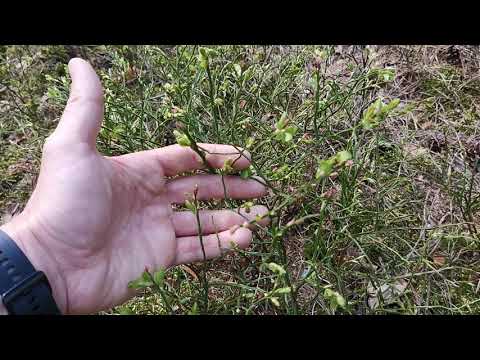 čeleď: vřesovcovité - brusnice borůvka