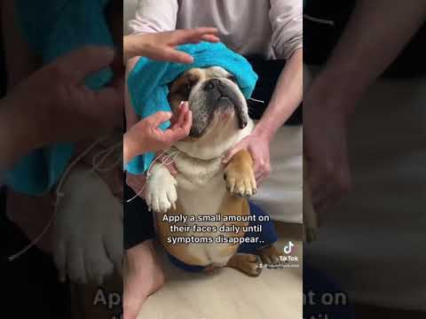 American Tactical Bulldog Shotgun- Range Review