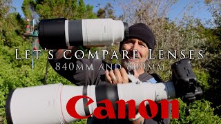 Canon Lens Comparison - RF 200-800mm VS EF 600mm f/4L III W/ 1.4 extender. Hummingbirds & treasures.