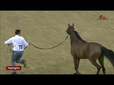 Qatar Arabian Show Live Stream