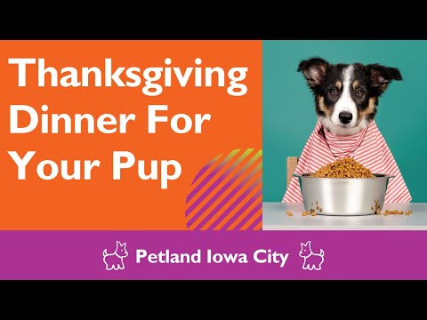 Thanksgiving Dinner For Fido