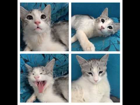 #celestine #whiteandredcats #whiteandgingercats #gattibianchierossi #gatos #gatti #chats #neko #cu