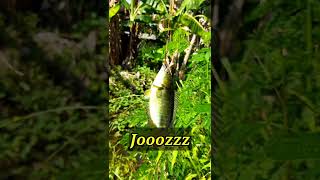 Download lagu Mancing di semak-semak dapat ikan predator ingusan#shorts mp3
