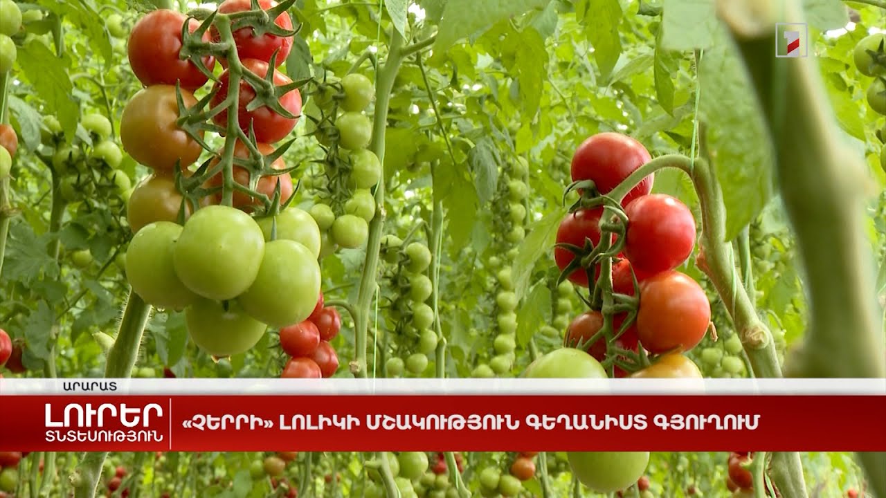 «Չերրի» լոլիկի մշակություն Գեղանիստ գյուղում