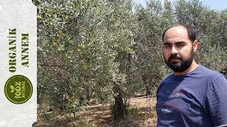 ZEYTİN ÇEŞİTLERİ NELERDİR❓ HANGİ ZEYTİNİN ZEYTİNYAĞI, HANGİ ZEYTİNİN SALAMURASI GÜZEL OLUR❓