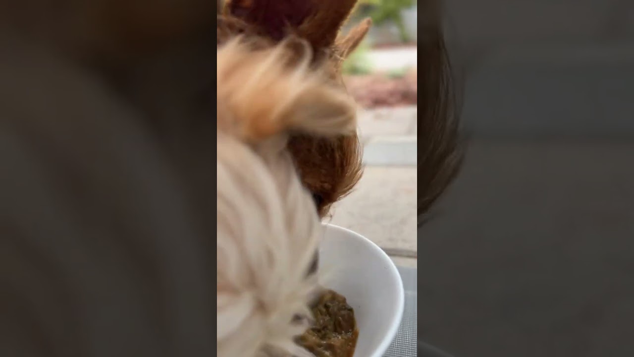 B-Roll Biscotti and Tira chow down