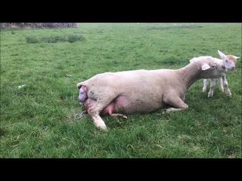 , title : 'AMAZING NATURAL BIRTH - Outdoor lambing live, sheep giving birth and bonding with lambs naturally