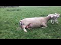 AMAZING NATURAL BIRTH Outdoor Lambing Live Sheep Giving Birth And Bonding With Lambs Naturally