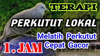 Download lagu pancingan perkutut lokal gacor - terapi perkutut full 1 jam mp3 Download lagu pancingan perkutut lokal gacor - terapi perkutut full 1 jam mp3