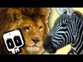 Lion Vs Zebra Deadliest Showdowns Ep 12 BBC Earth Explore
