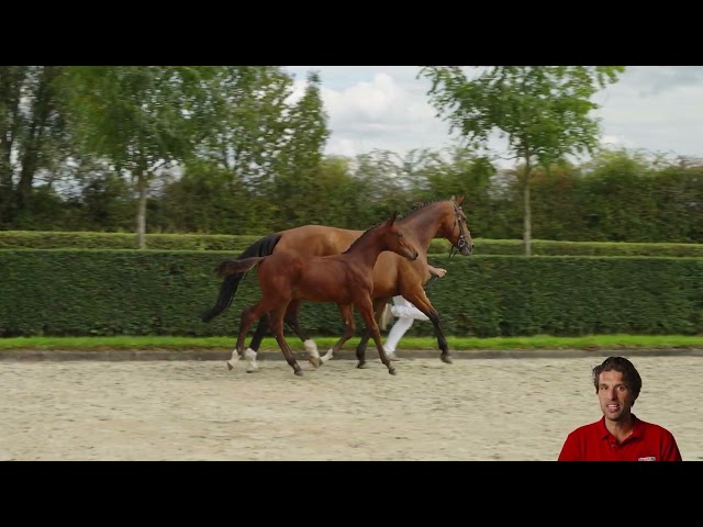 Encanto v/h Reukenis Z