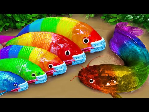 Stop Motion ASMR - Battle of fish - Catfish hunting colorful Koi Fish Eels