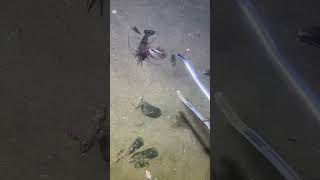 I catching seafood on the seafloor-P1023-3.#fishing #ocean #deepsea #nature #beach