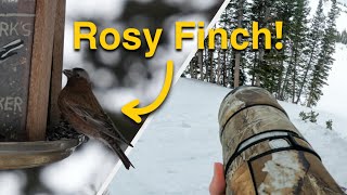 POV Birding While Skiing at Alta | Finally Finding Rosy Finches
