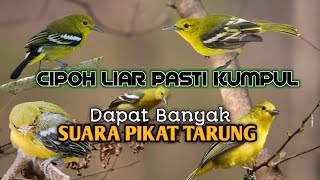 Download lagu Pikat mp3 sirtu/cipoh ribut paling ampuh😱putar saja pasti ngumpull‼️ mp3