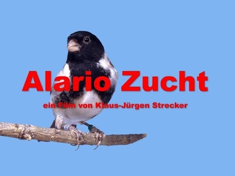 Kanárik alario (Serinus alario) — spev a hlas v prírode