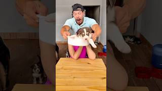 Peguei a filhote de RUSK pra mim 🤪 #funny #shorts