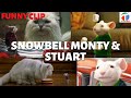 Stuart Little Movie Clip Full HD Snowbell Monty And Stuart Meeting First Time TopMovieClips