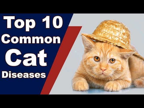 Top 10 Most Common Cat Diseases