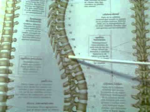 El esqueleto humano 11: Articulaciones.