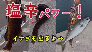 いかの塩辛で超釣れる！？