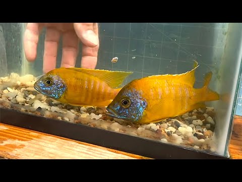 Sunshine peacock cichlid — breeder selection