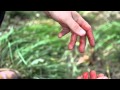 Horse Feathers - Violently Wild (Official Music Video ...